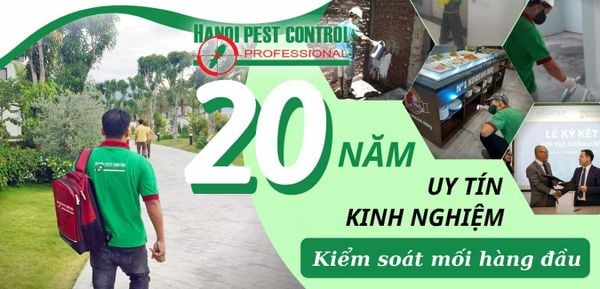 công ty diệt mối 20 năm kinh nghiệm