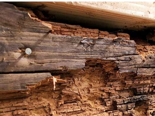 gỗ mục ruỗng