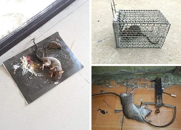 rodent trap