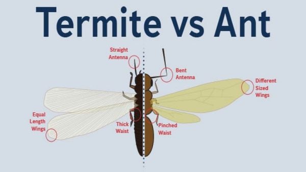 termite and ant