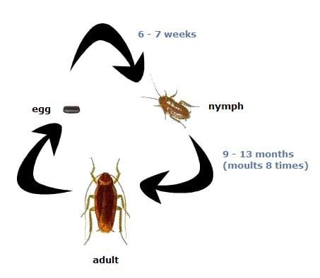 Cockroach's Life Cycle - Egg, Baby, and Adult Stages
