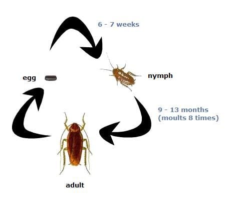 cockroach life cycle