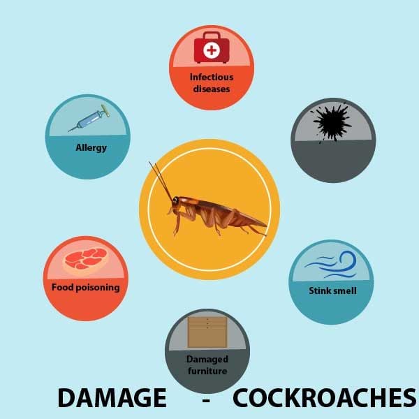 damage cockroaches