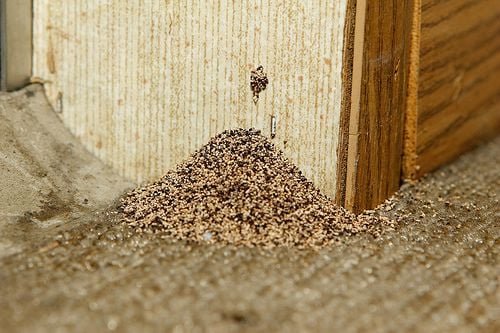 termite drppings