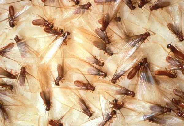 termite swarmers