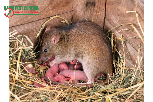 chuột sinh sản rất nhanh