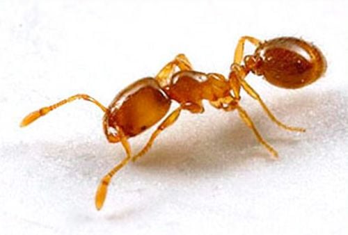 Nhận dạng kiến và phương pháp loại trừ,, kiến pharaon