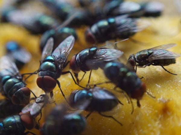 pest control in hotel