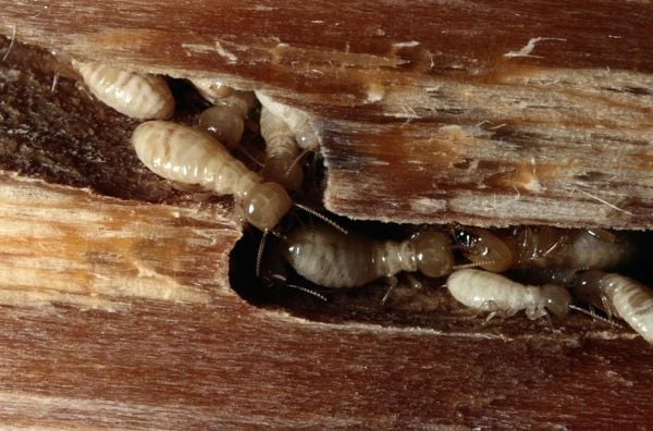 drywood termite