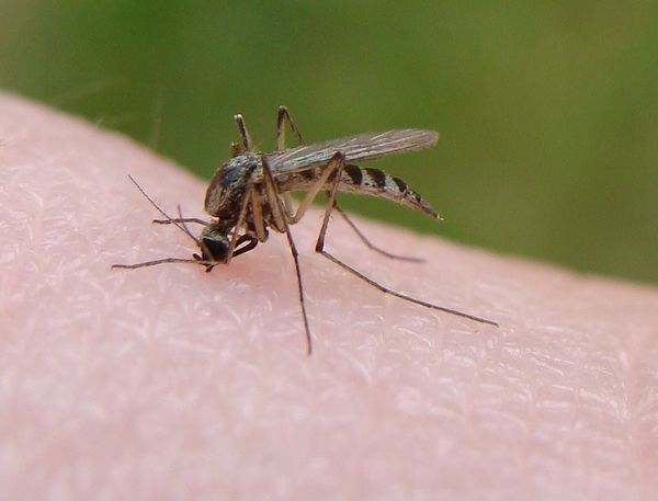 những cách diệt muỗi tại nhà hiệu quả hay không hiệu quả