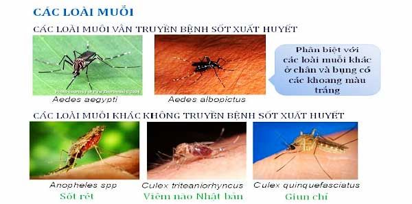 phân biệt muỗi gây sốt xuất huyết