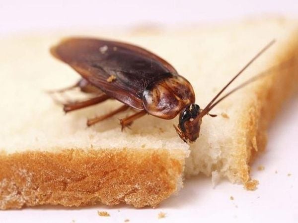 cock roaches are omnivorous