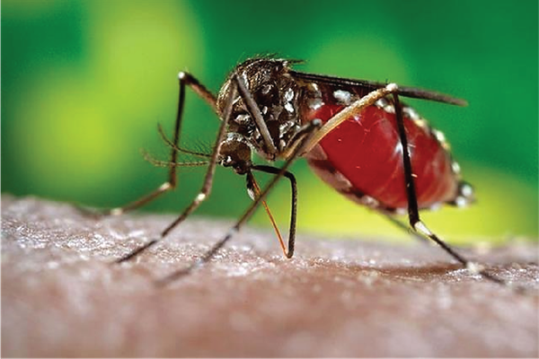 phun thuốc diệt muỗi, mùa muỗi phát triển ở việt nam