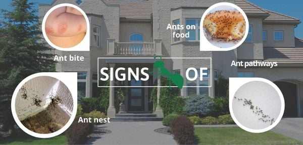 signs of ant