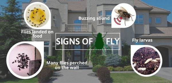 signs of fly