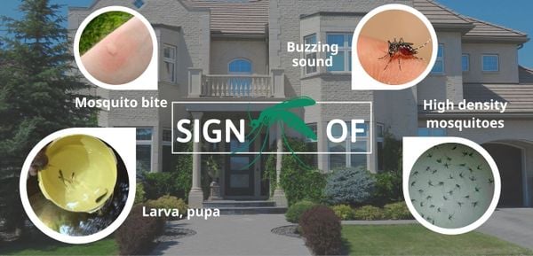 sign of mosquito