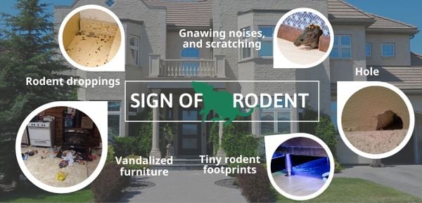 signs of rodent