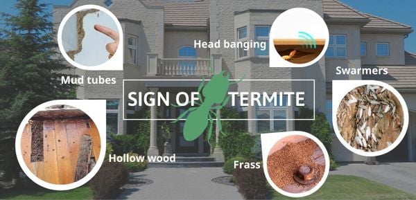 sign of termite
