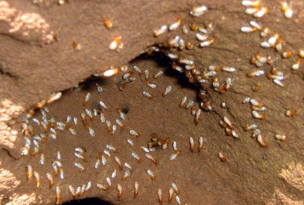 termite in mound