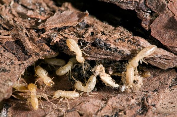 dampwood termite