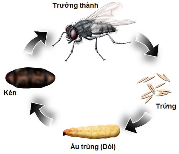 vòng đời loài ruồi