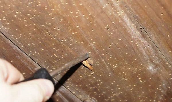 cách xử lý sàn gỗ bị mối mọt