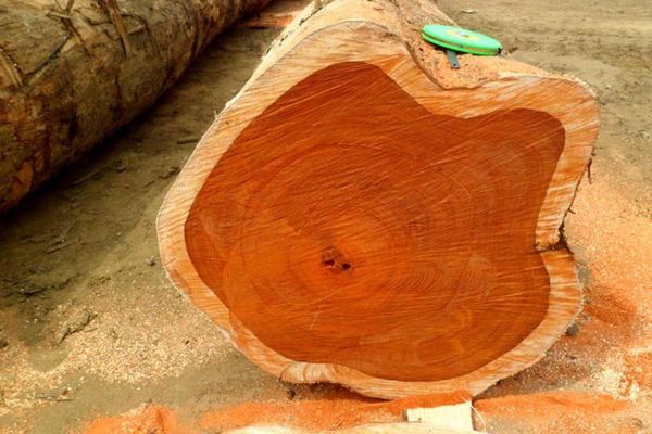 Gỗ Teak là gỗ gì?