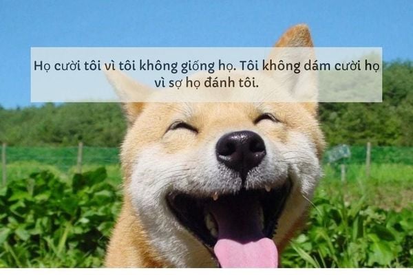 những câu nói hay để ghép ảnh