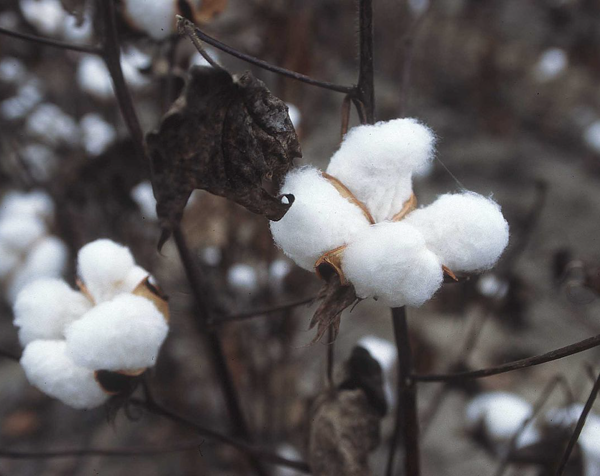 Quy trình tinh chế sợi cotton bông