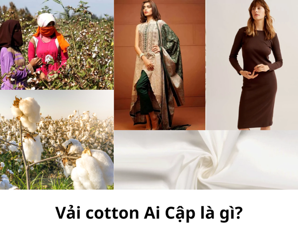 Vải cotton Ai Cập là gì?