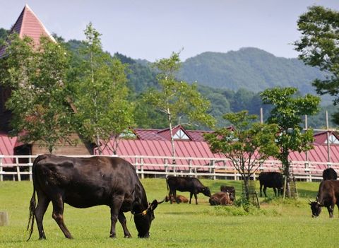 Tại Sao Giá Thịt Bò Kobe Và Wagyu Lại Đắt Đỏ