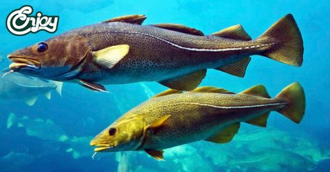 Những tác dụng tuyệt vời mà cá tuyết đem đến cho sức khỏe