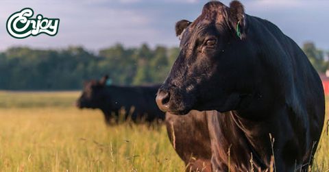 Cận cảnh cuộc sống như ông hoàng của bò Wagyu khiến bạn ngỡ ngàng