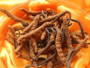 Cách Dùng Đông Trùng Hạ Thảo Nguyên Con