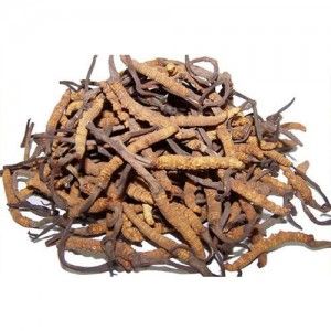 Cách sử dụng đông trùng hạ thảo khô