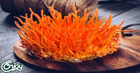 Đông trùng hạ thảo là gì? Tác dụng của đông trùng hạ thảo
