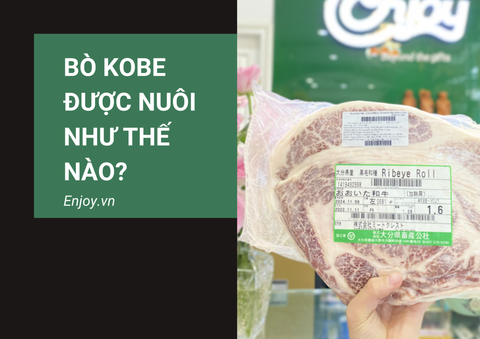 Bò Kobe được nuôi như thế nào? Tìm hiểu quy trình nuôi chuẩn nhất