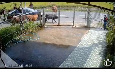 ẨN HOẠ TỪ THẢ RÔNG TRÂU BÒ TRÊN ĐƯỜNG