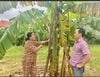 Độc lạ cây chuối trổ buồng hơn 100 nải ở Quảng Ngãi