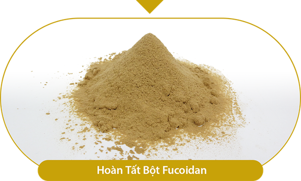 Hoàn thành bột Fucoidan