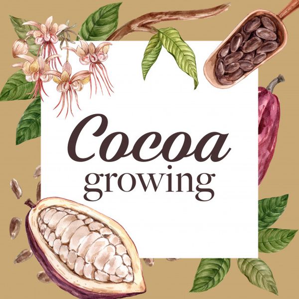 Lợi ích của Cacao oil Dầu Cacao