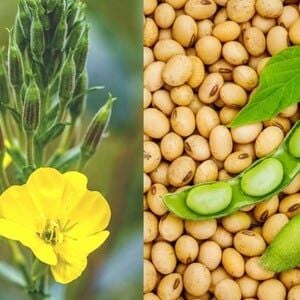 Tinh dầu hoa anh thảo hay mầm đậu nành: Loại nào điều hòa nội tiết tốt hơn?