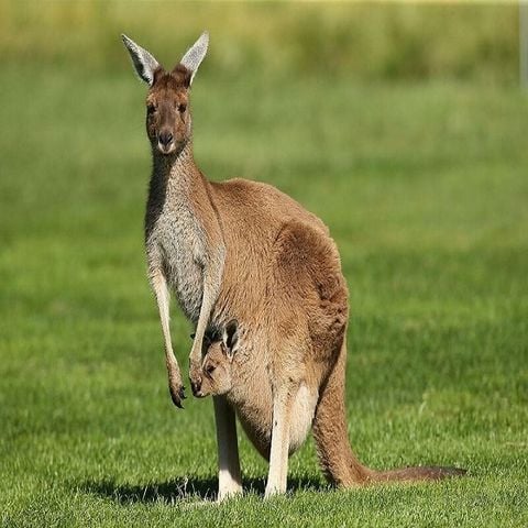 Tìm Hiểu Về Kangaroo? Thịt Kangaroo Có Tác Dụng Gì?