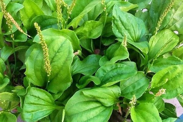 Hình ảnh bài viết