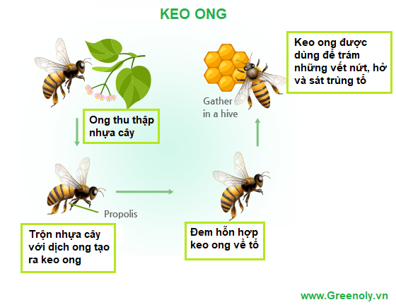 Keo Ong Là Gì? Khám Phá Công Dụng Tuyệt Vời Cho Sức Khỏe Và Làm Đẹp