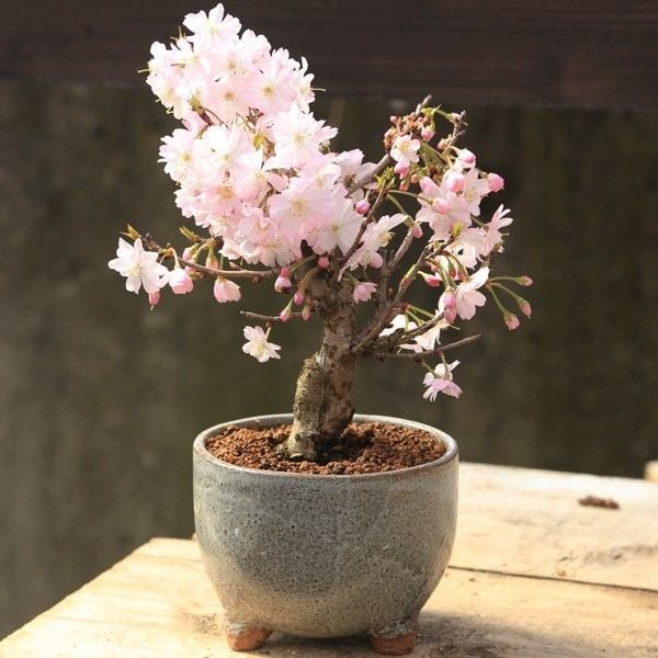 Cây hoa bonsai