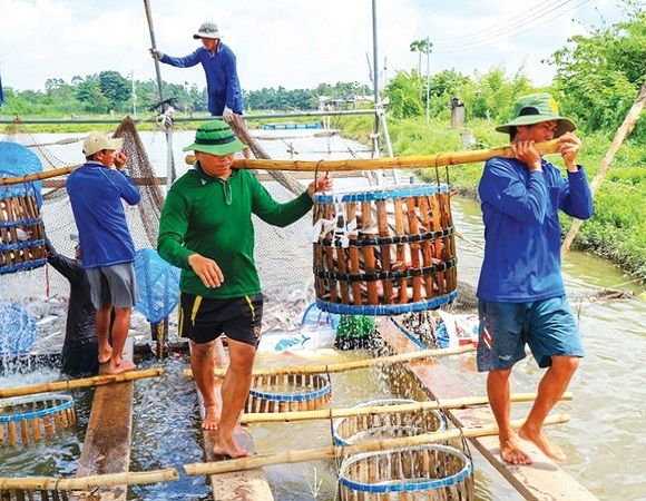 ĐIỀU HÒA ĐÁP ỨNG MIỄN DỊCH ĐỂ TĂNG CƯỜNG ĐỀ KHÁNG VỚI BỆNH CHO CÁ VÀ TÔM