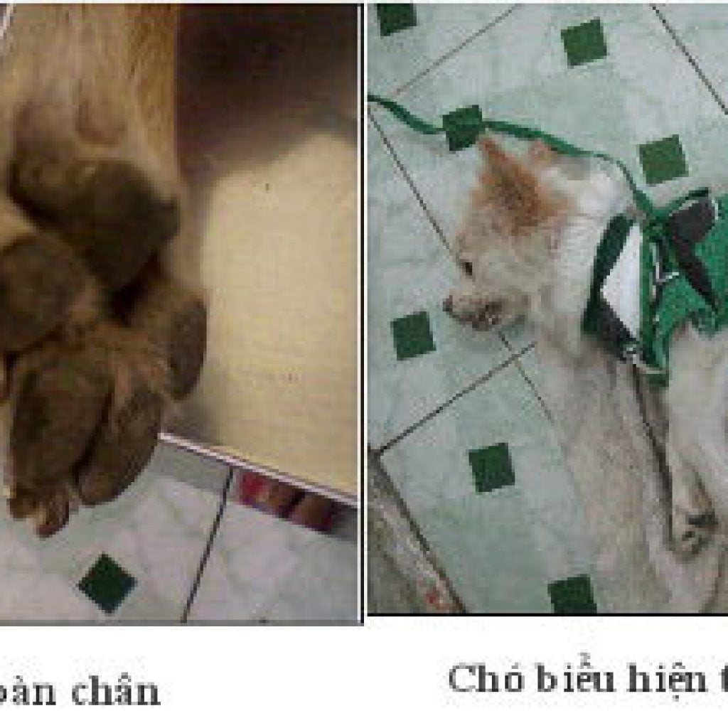 BỆNH CARRÉ TRÊN CHÓ