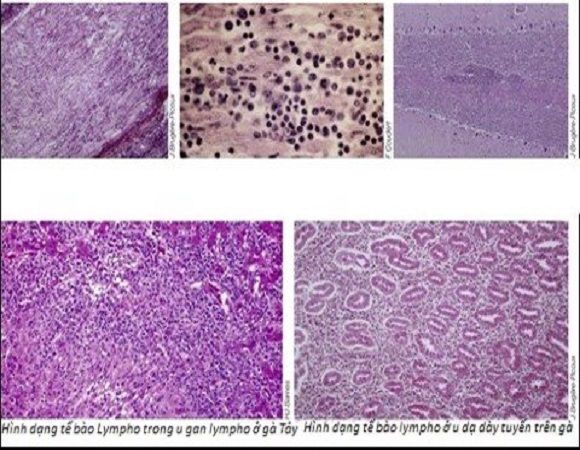 BỆNH MAREK & VACCINE TRONG CHĂN NUÔI GIA CẦM HIỆN ĐẠI