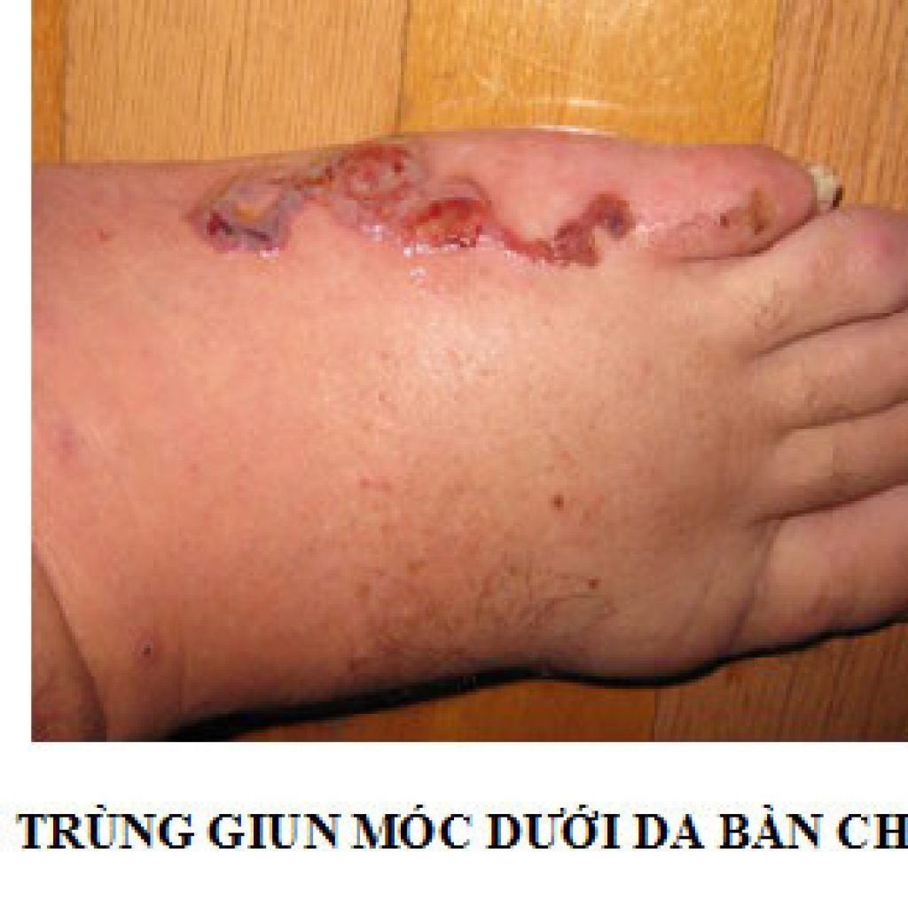 GIUN MÓC CHÓ, MÈO